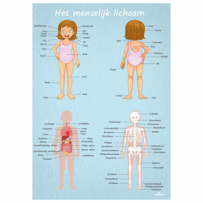 poster educatief menselijk lichaam vrouw meisje leren